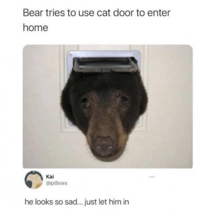 The Funniest Bear Pics to Make You Laugh a Bit