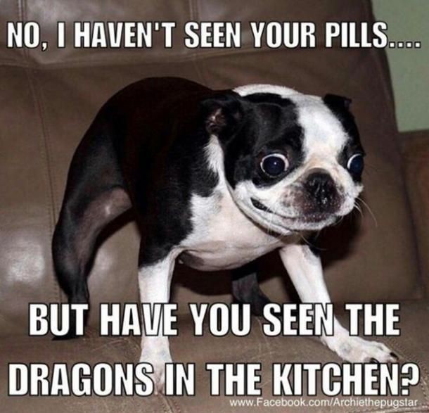 Hilarious dogs pictures