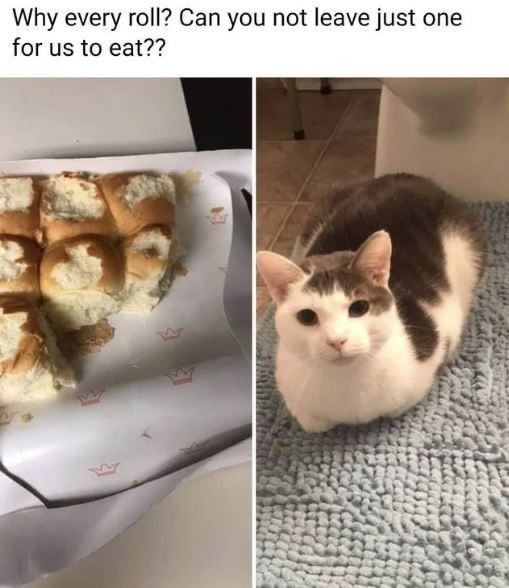 Enjoy This Meme Roll With Cats