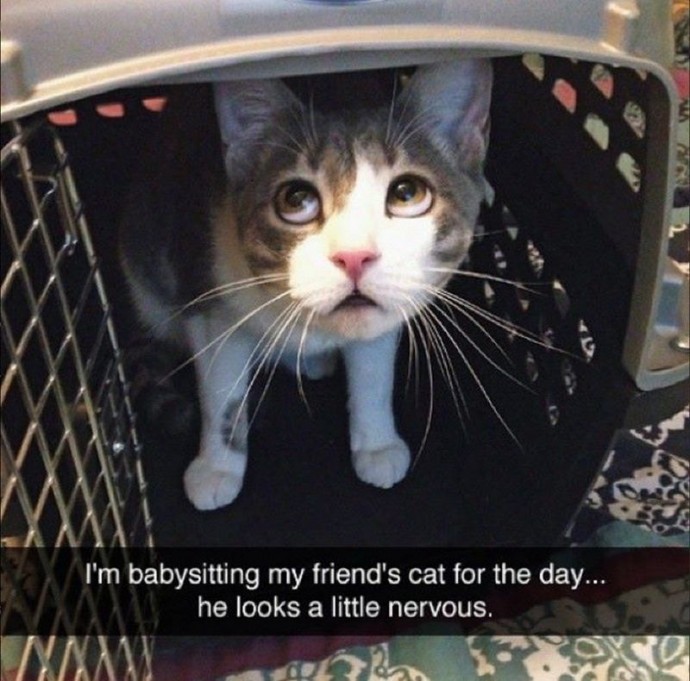 Purrrfect Cat Memes to Start Your Day With