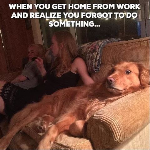 So Funny and True Dog Memes You Definitely Need to See