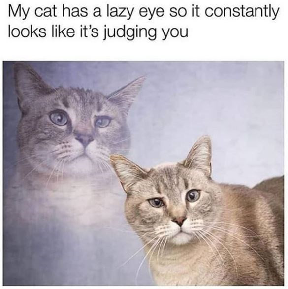 Funny and Fresh Cat Memes to Wake You up Today