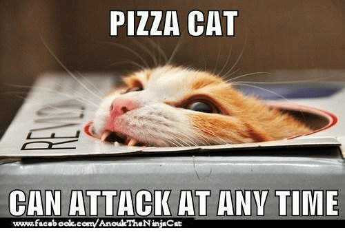 Funny Animal Memes That Will Get You Wanting a Furry Friend