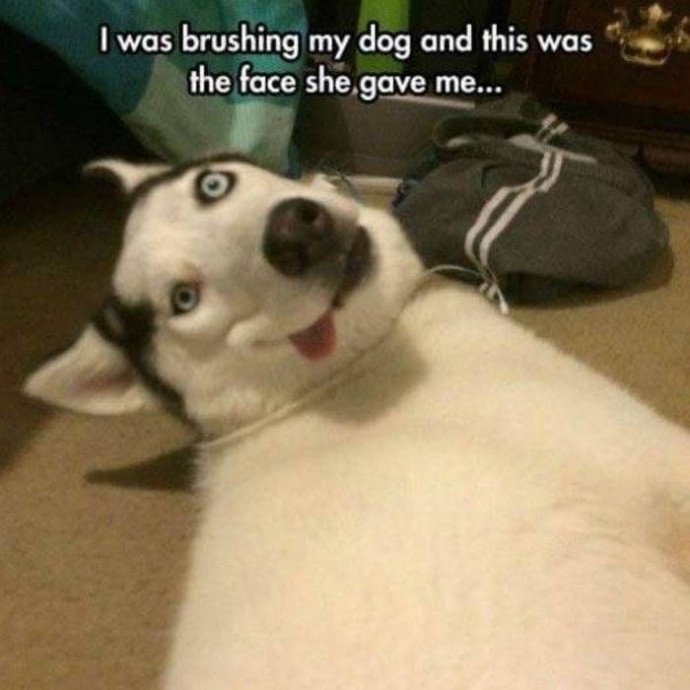 Some funny husky memes