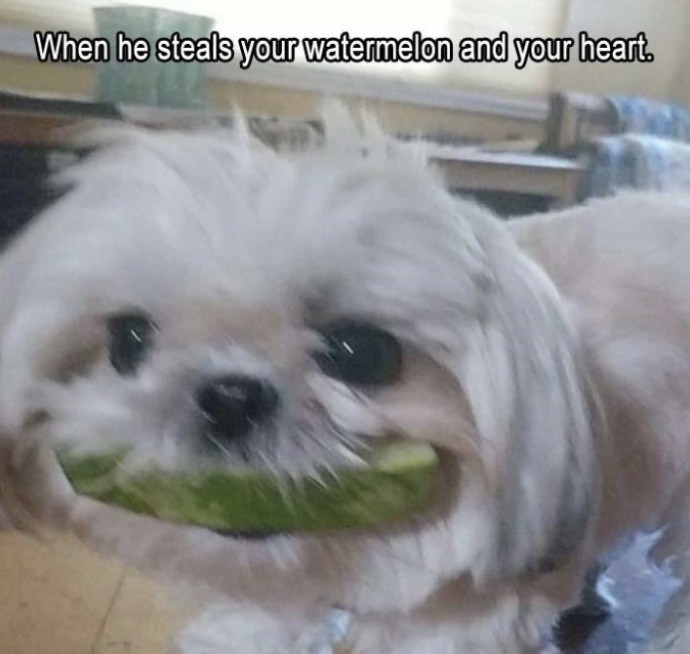 Some Pretty Dog Memes to Make You Laugh