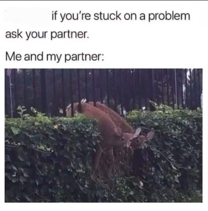 Incredible Animal Memes Just to Get You in the Right Mood