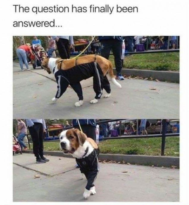 Wonderful Dog Memes on Their Way to Cheer You Up