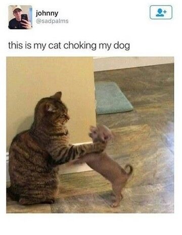 Funny Animal Memes That are Just Cool