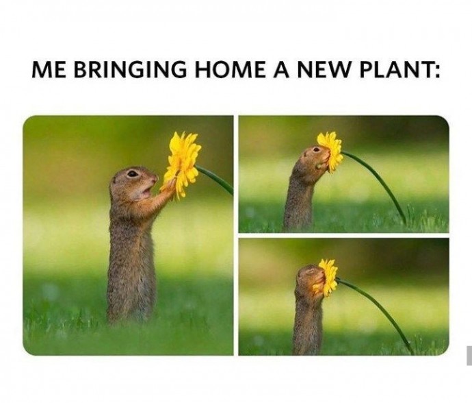 Funny memes for those who love plants