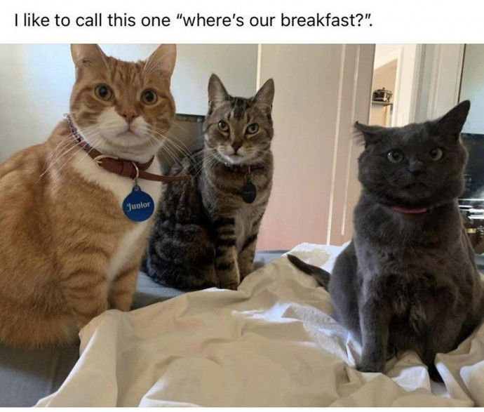 Top Cat Memes That are Especially Funny