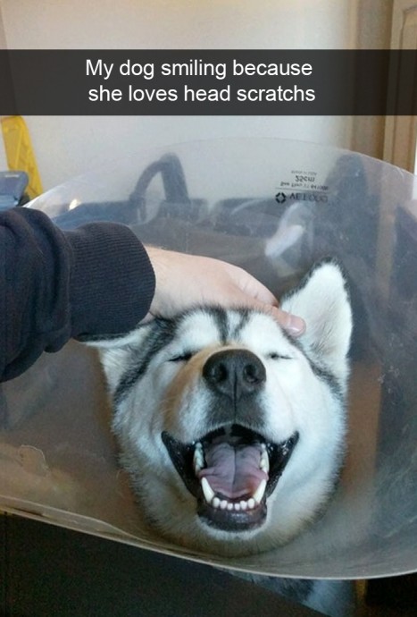 Funny and Cute Dog Snapchats That Will Make Your Day