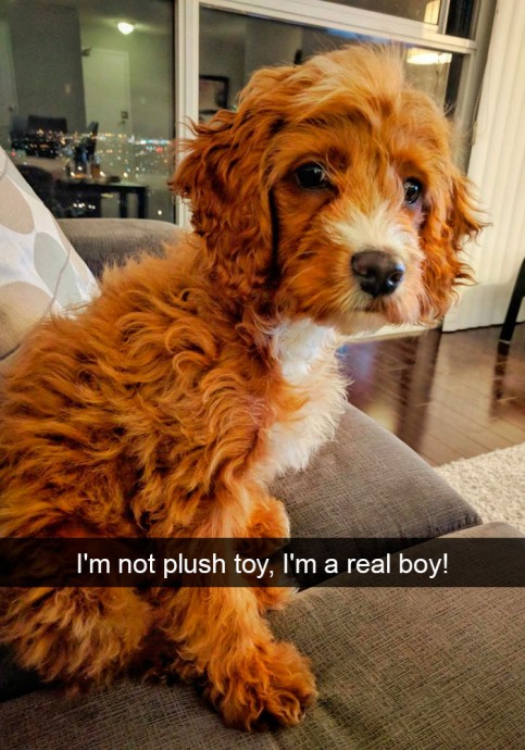 Funny and Cute Dog Snapchats That Will Make Your Day