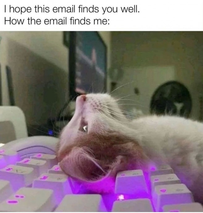 The Only Cat Memes You Definitely Need to See Now