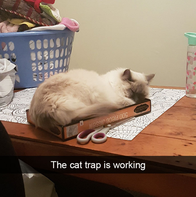 Cat Snaps That’ll Brighten Your Day