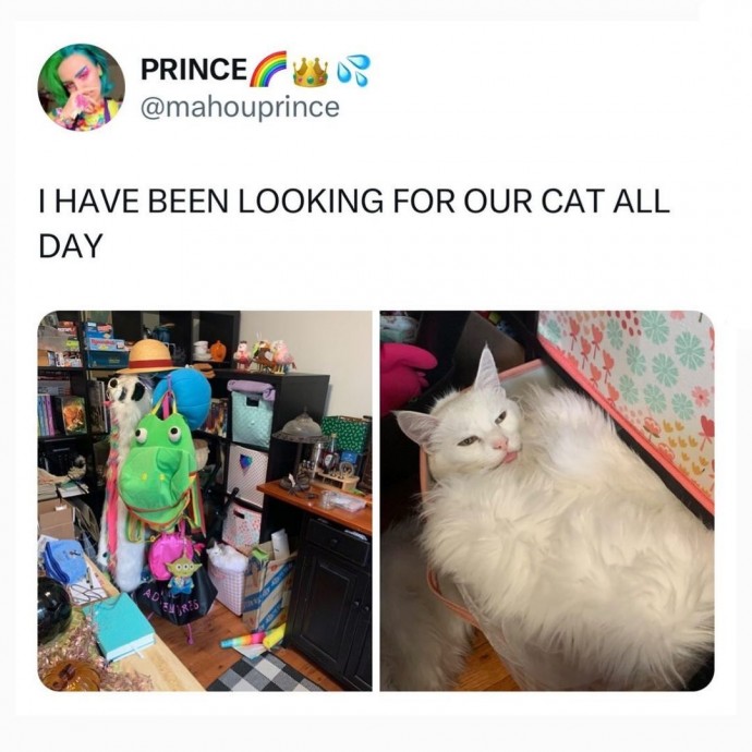 Perfect Cat Memes to Fulfill the Plan for This Friday