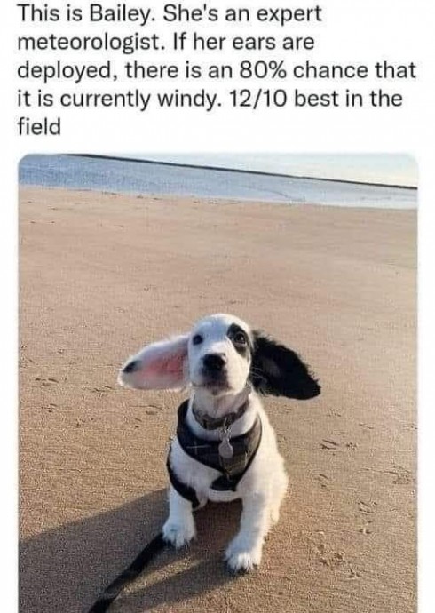 Wonderful Dog Memes on Their Way to Cheer You Up