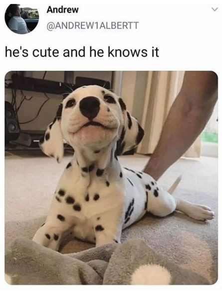 The Most Hilarious Dog Pics Just for You