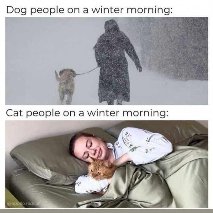 Cat People Memes With Their All Wholesomeness