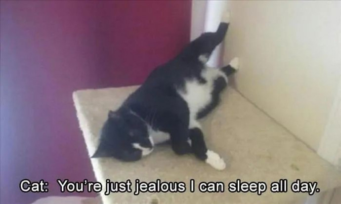 Funny Animal Memes to Start the Week off Right