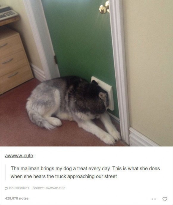 Posts About Dogs That are as Funny as They are Adorable