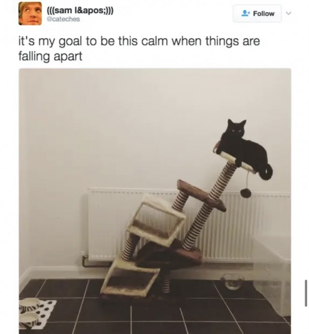 Funny Times Cats Were Actually Relatable