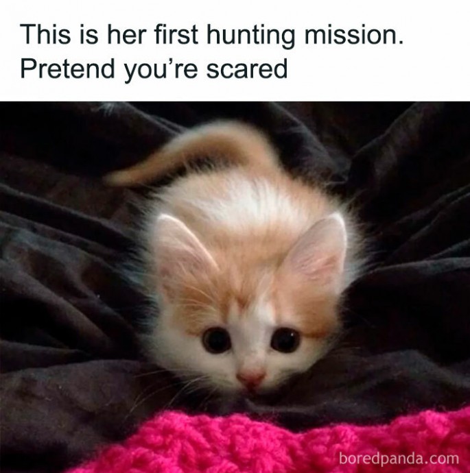 The Best Memes for a Purrrfect Sunday