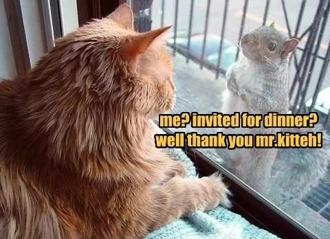 Funny Cat Memes to Laugh This Friday