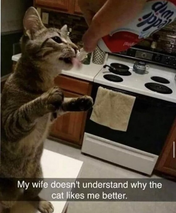 Meowtastic Posts to Bring You a Dose of Feline Goodness