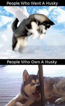 Some funny husky memes