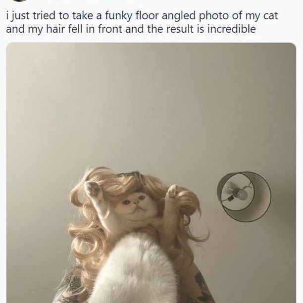 Purrrfect Cat Memes to Start Your Day With