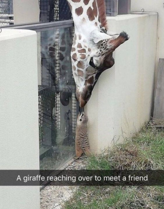 Wholesome and Funny Animal Pics