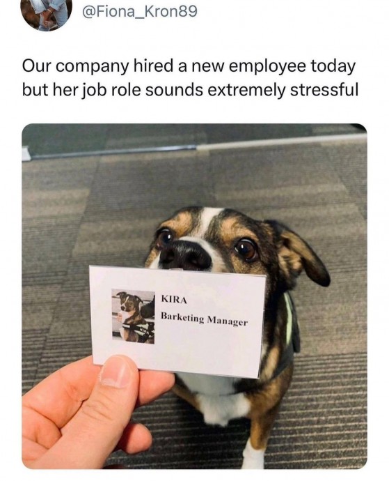 Wonderful Dog Memes on Their Way to Cheer You Up