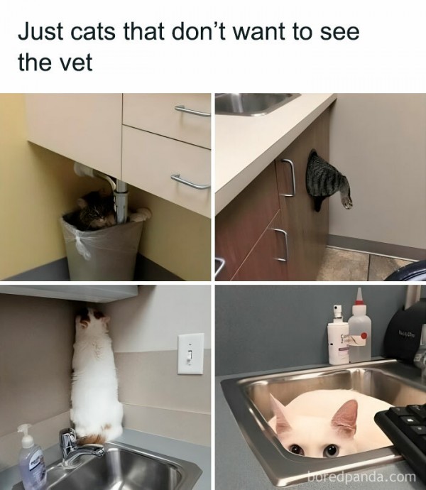 Sunny Cat Pics on Their Way to Make Your Day Better