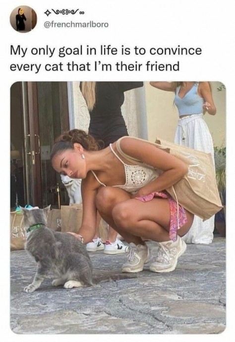 Sunny Cat Pics on Their Way to Make Your Day Better