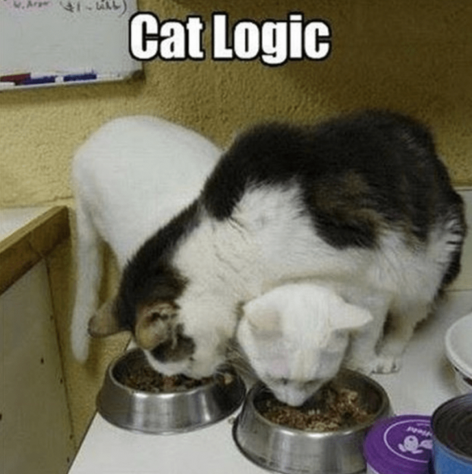 These Lazy Cat Memes are All You Need This Caturday