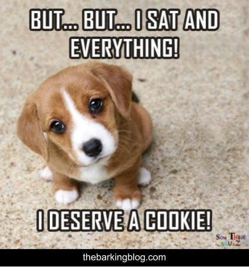 Funny Memes You Should Send to Your Dog