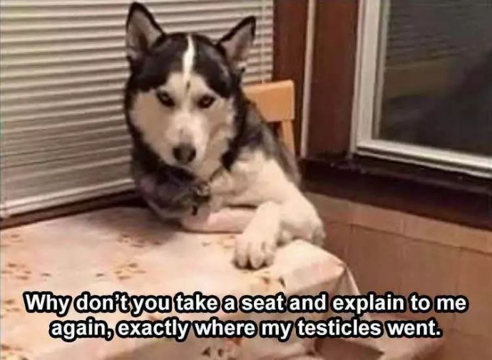 Amusing Animal Memes for Your Day