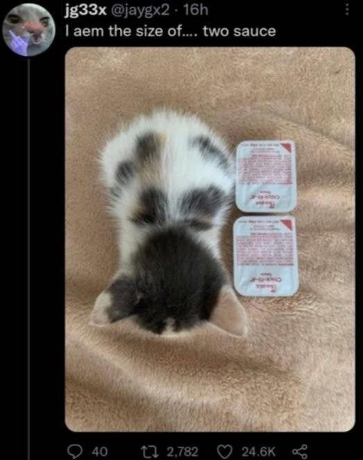 Funny Memes of the Day