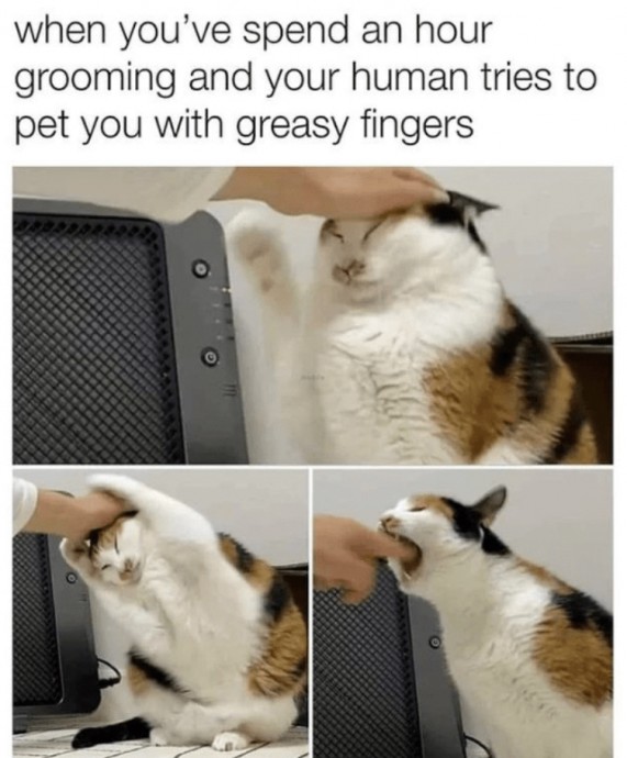 Funny and Relatable Felines In The Form Of Memes