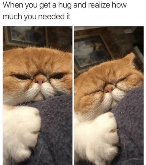 Funny and Relatable Felines In The Form Of Memes