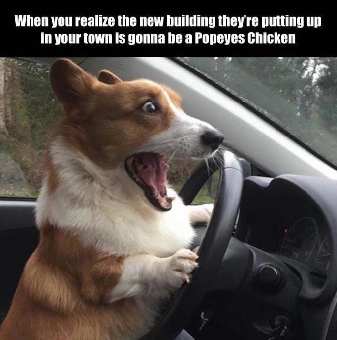 Afternoon Memes for Enjoyment