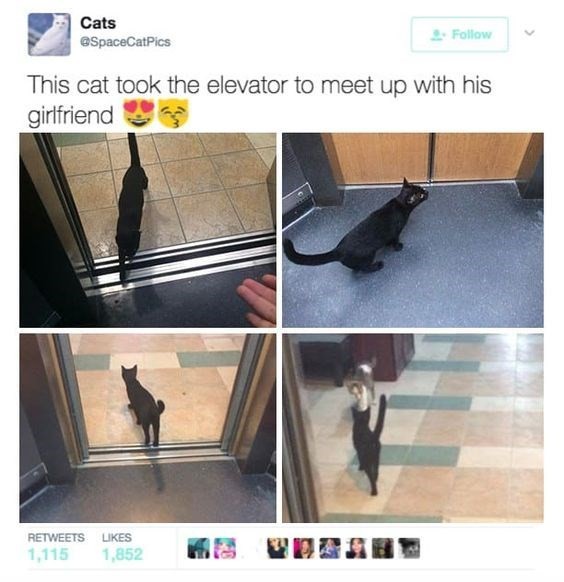 Some of the most important cat tweets of all time