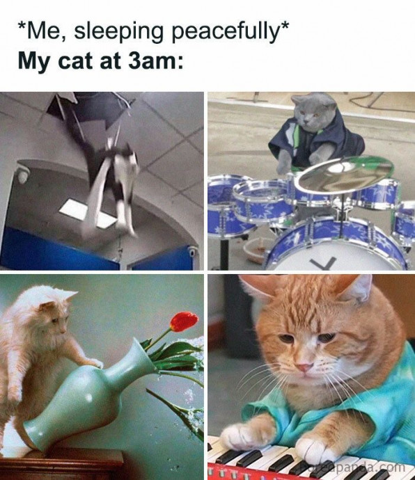 Great Cat Memes to Start Your Day With