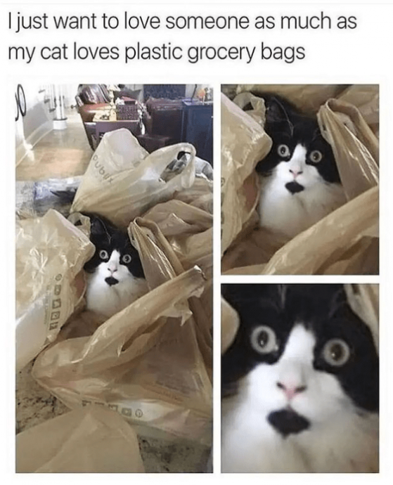 Funniest Relatable Felines in the Form of Memes