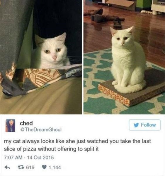 Some of the most important cat tweets of all time