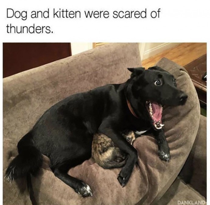 Incredible Animal Pics to Have Some Good Time Incredible Animal Pics to Have Some Good Time