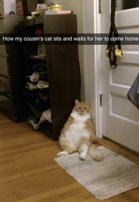 Amusing Animal Memes for Your Day