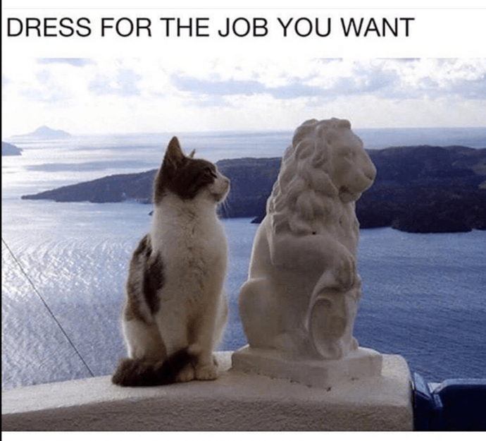 Fluffy Fiery-Hearted Cat Memes for Feisty Felines Hissing Their Way to the Weekend