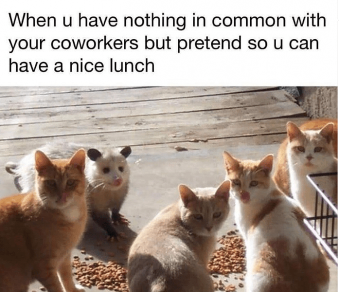 Funniest Relatable Felines in the Form of Memes