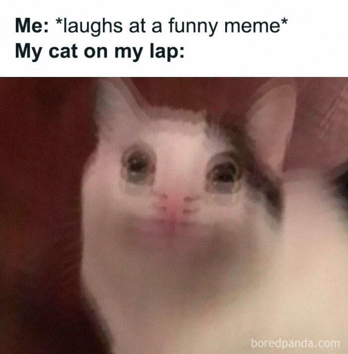 Great Cat Memes to Start Your Day With